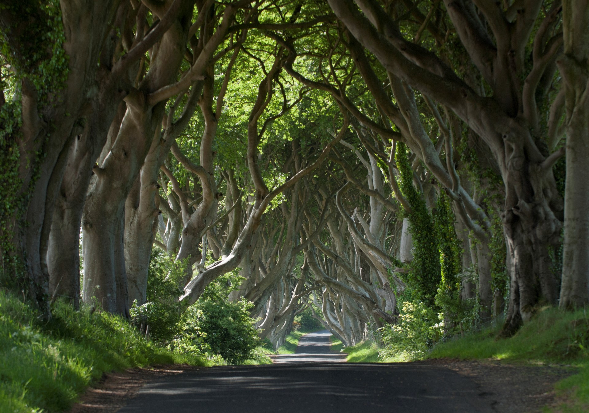 Die durch Game of Thrones berühmt gewordene Dark-Hedges-Allee. Foto: Tourism Ireland Die durch Game of Thrones berühmt gewordene Dark-Hedges-Allee. Foto: Tourism Ireland