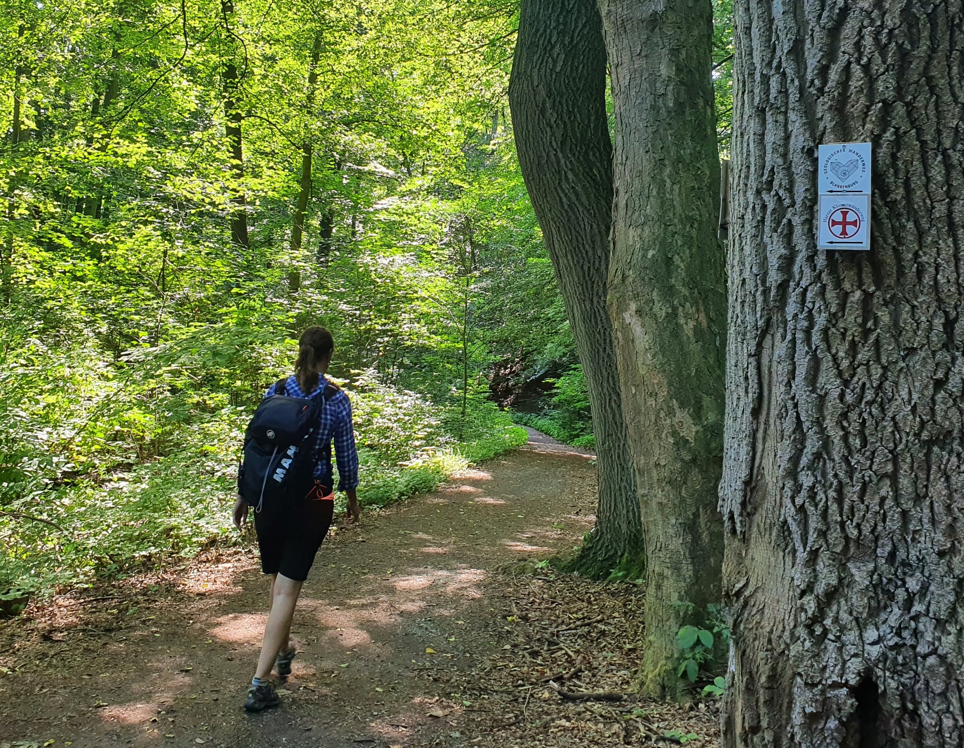 Wald bei Michaelstein. Foto: M. Krilleke Wald bei Michaelstein. Foto: M. Krilleke