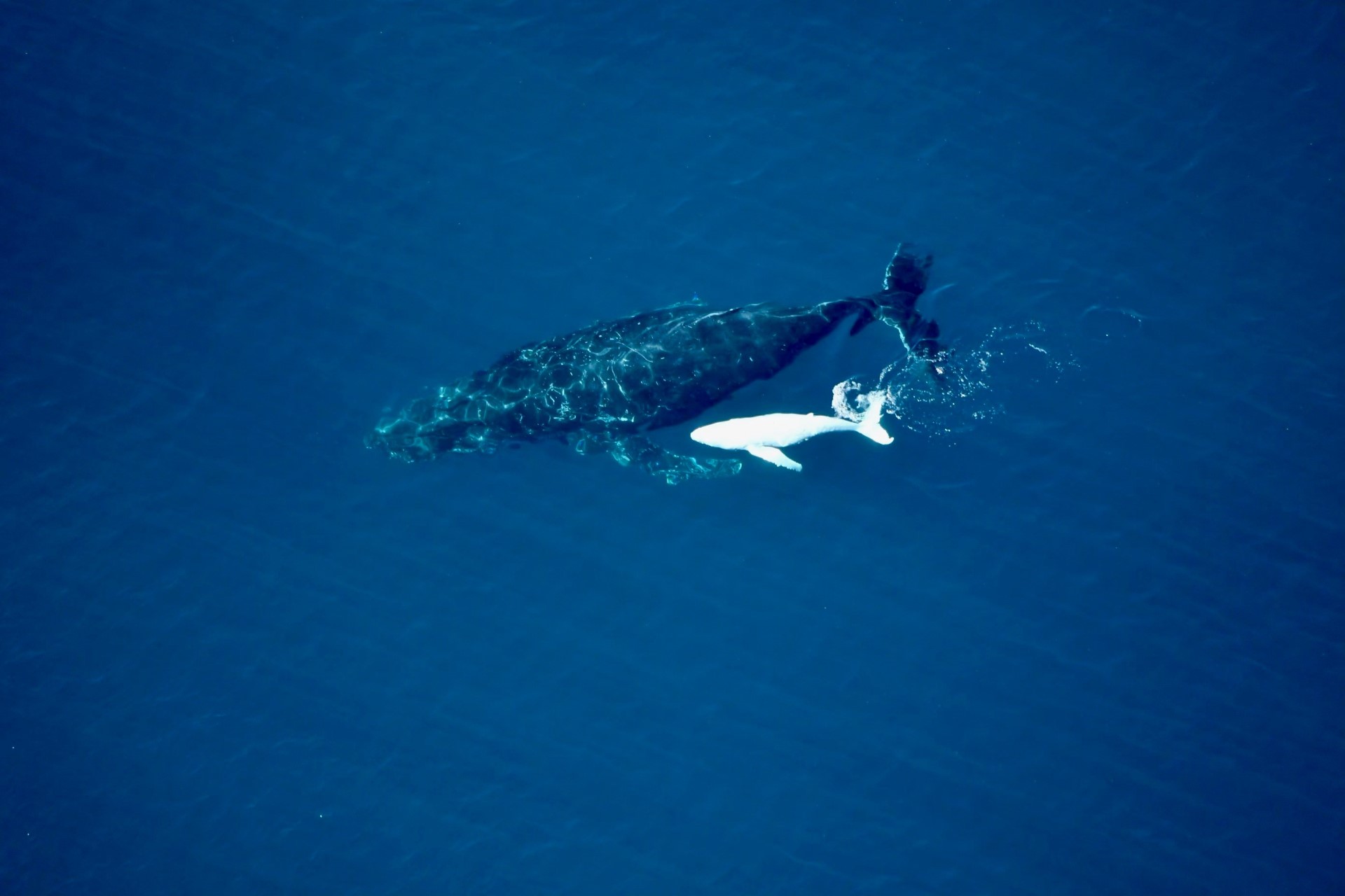 Western Australia: Schneeweißes Buckelwal-Baby am Ningaloo Reef