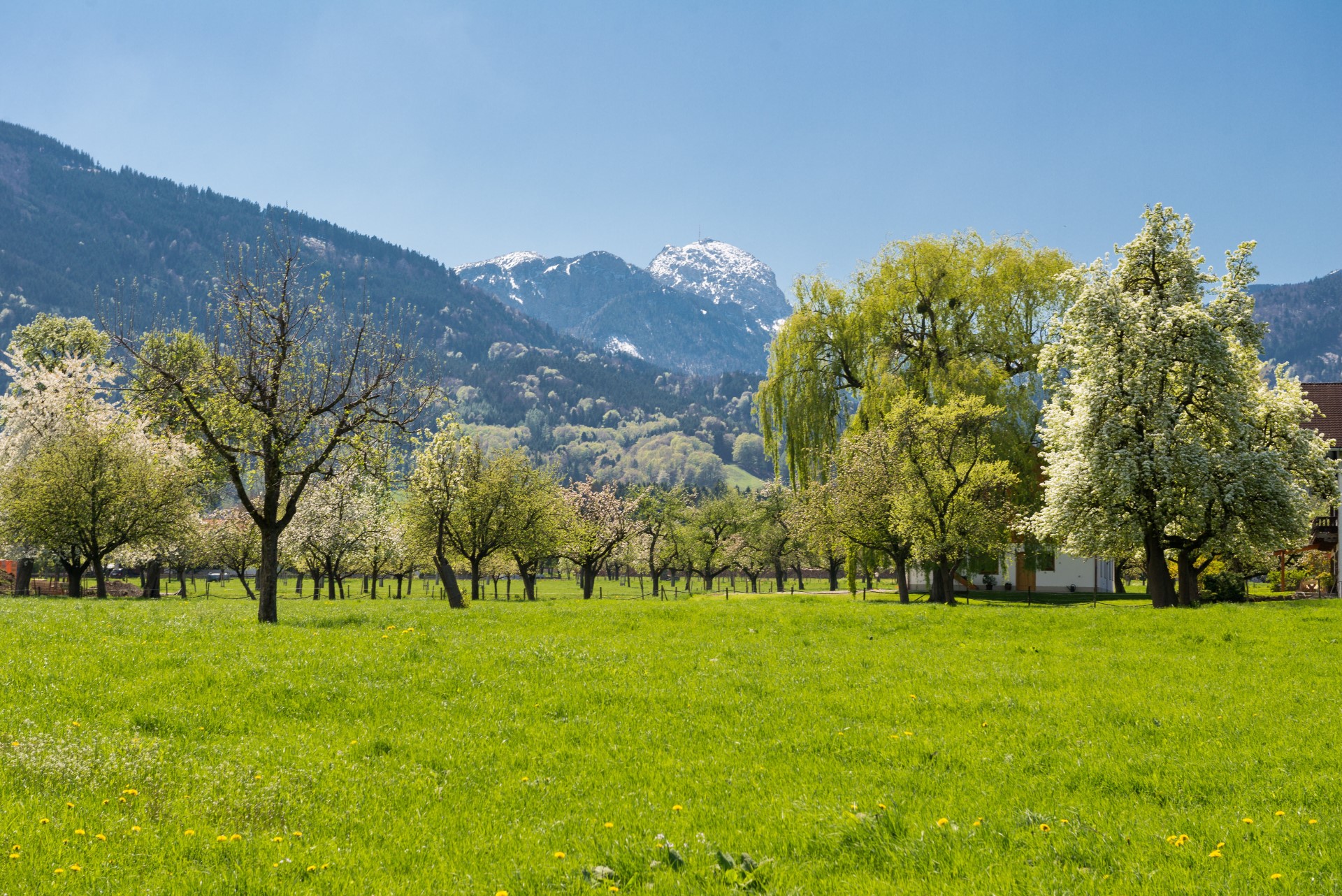 Im April verwandeln sich die Streuobstwiesen rund um Bad Feilnbach in ein weißes Blütenmeer. Foto: djd | Chiemsee-Alpenland