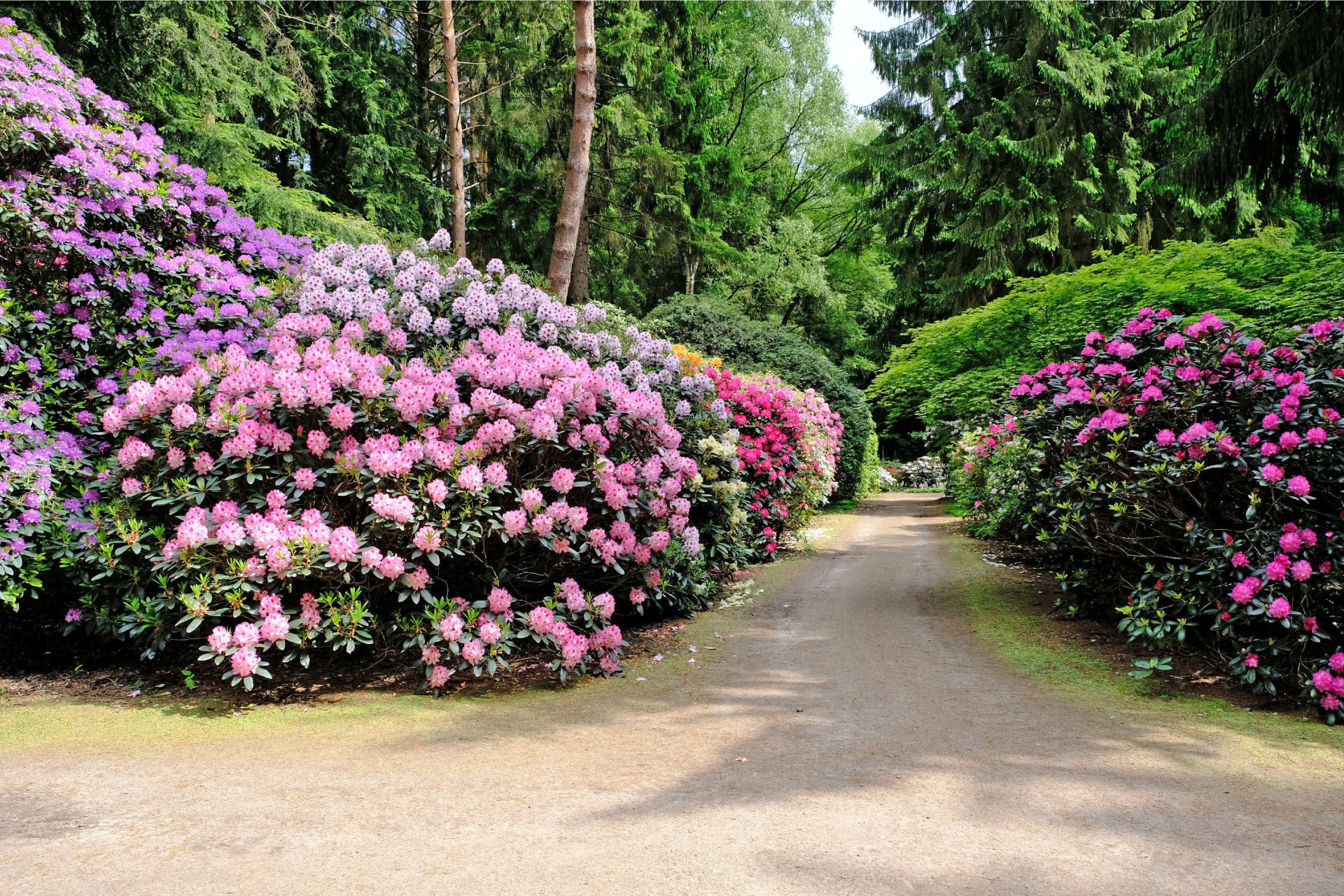 Die Rhododendron-Blüte zeigt sich von Ende April bis Juni. Foto: djd | Tourist-Information Wiefelstede Die Rhododendron-Blüte zeigt sich von Ende April bis Juni. Foto: djd | Tourist-Information Wiefelstede