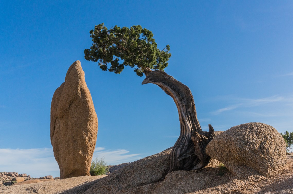 Juniper Tree am Jumbo Rocks Campground