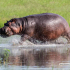 Nilpferd (Botswana)