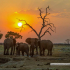 Chobe National Park (Botswana)