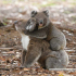 Koalas auf Kangaroo Island