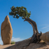 Juniper Tree am Jumbo Rocks Campground