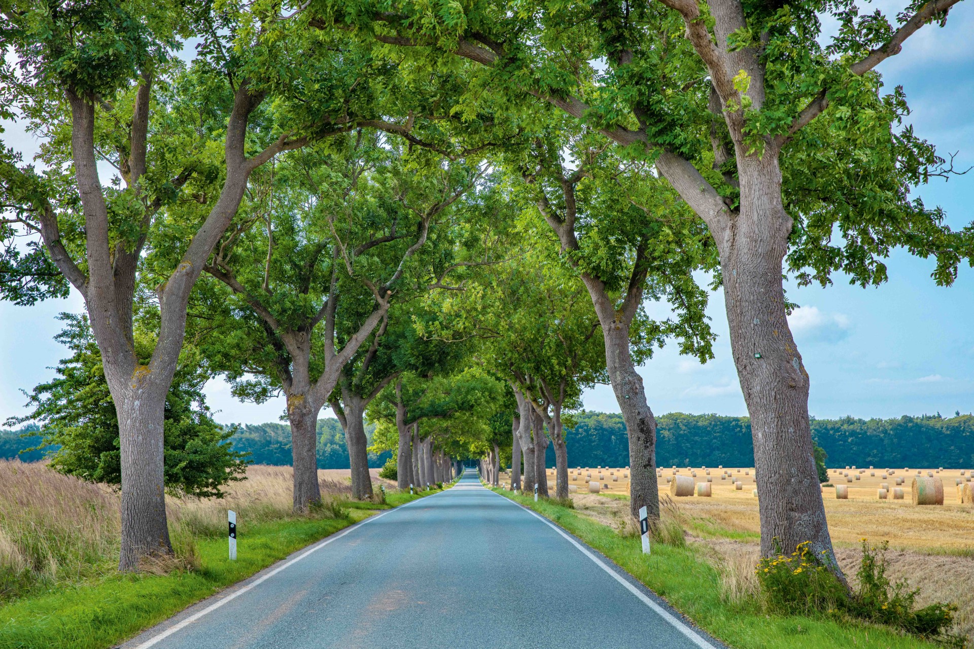 Allee des Jahres 2022: Siegerin steht in Mecklenburg-Vorpommern