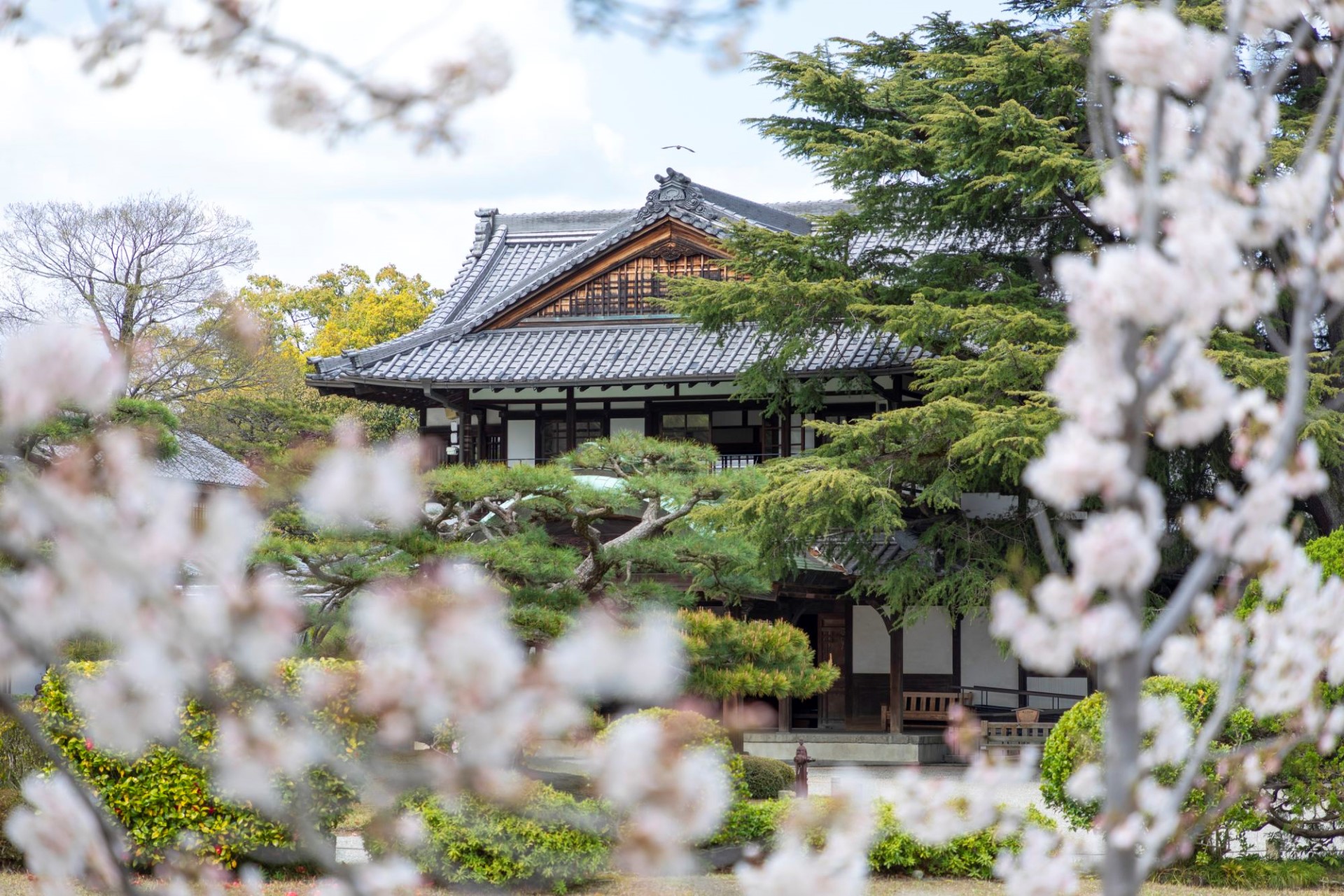 Japan:  Hanami – Verrückt nach Kirschblüten 