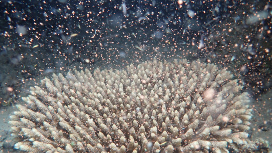 Great Barrier Reef: Korallen-Fortpflanzungsshow gestartet