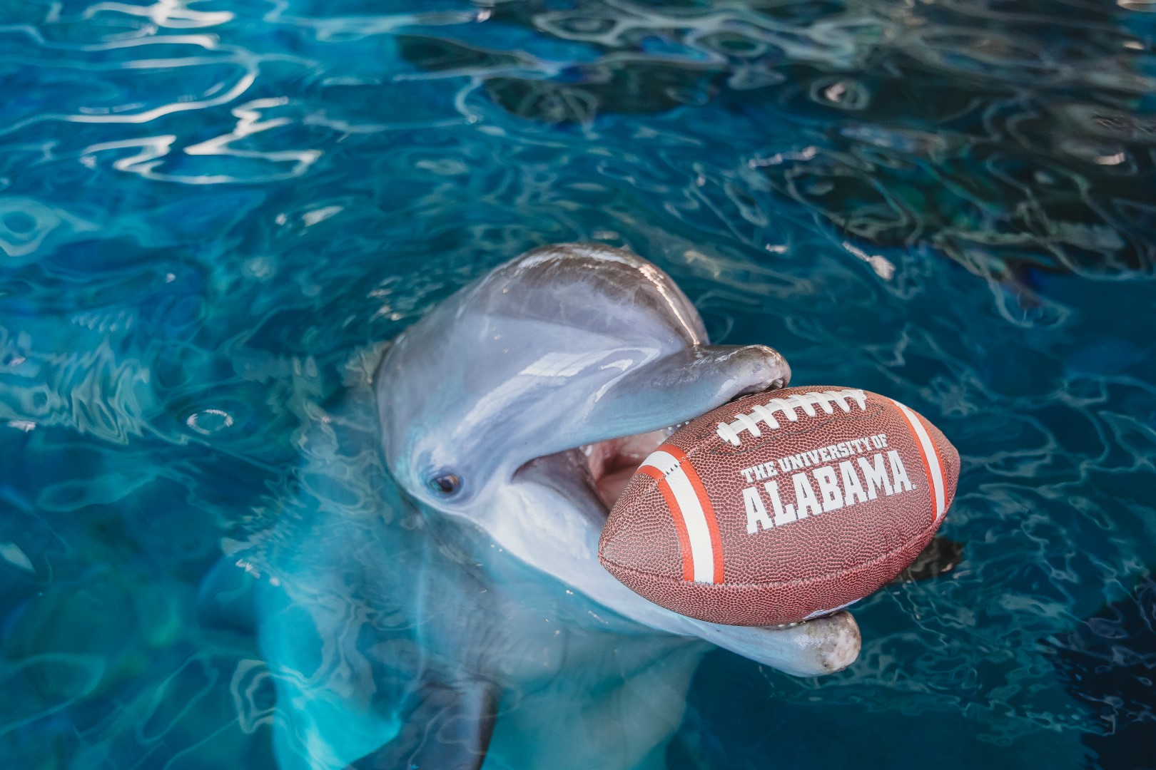 Delfin-Orakel: Delfin Nicholas sagt Gewinner des Tampa Bay Super Bowls voraus