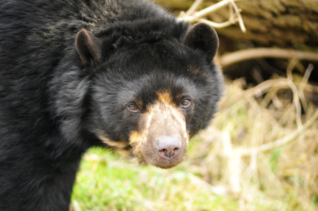 Quito: Der Brillenbär, einzigartig in der Region Chocó de Pichincha – UNESCO Biosphärenreservat