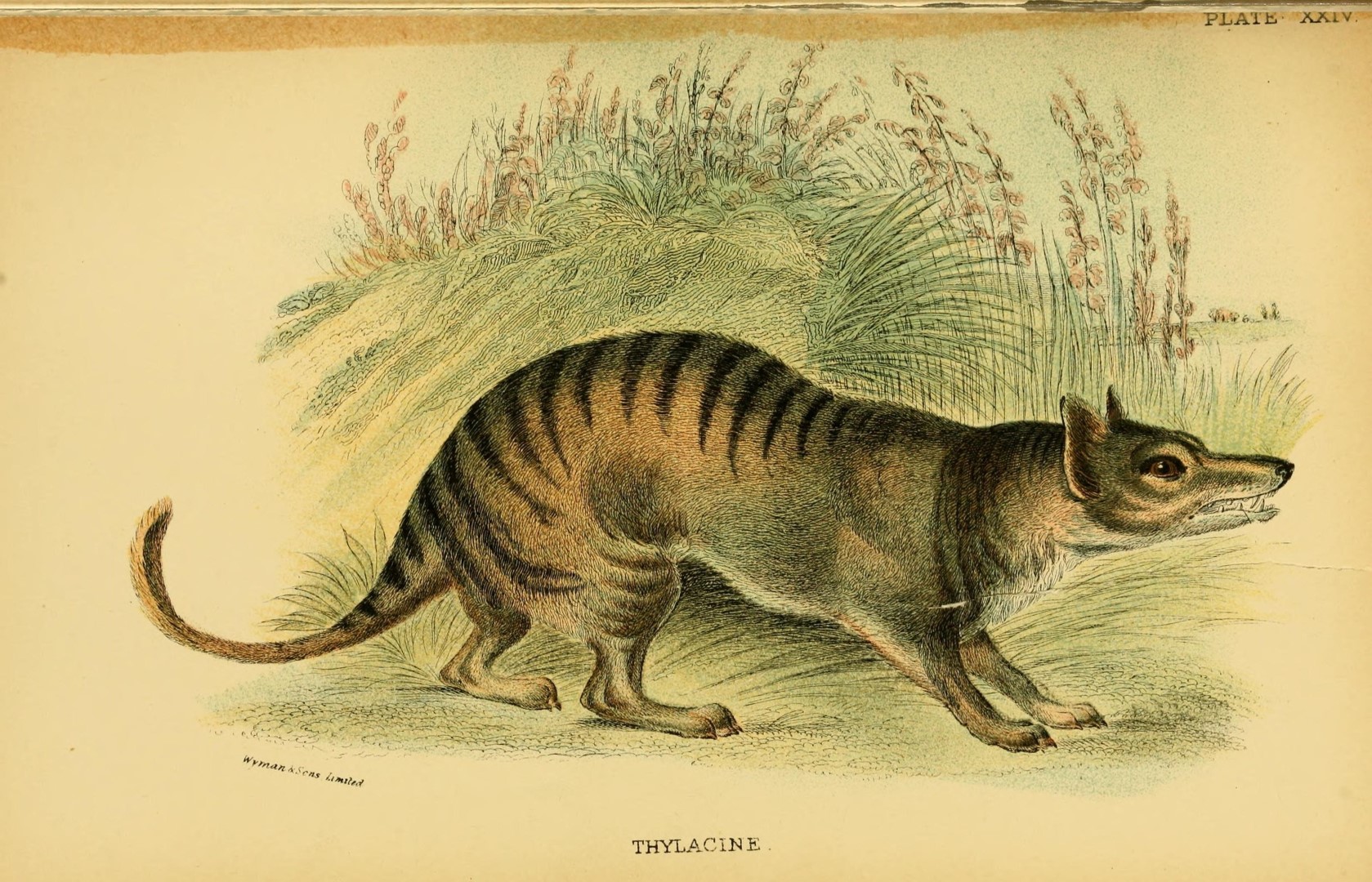 Australien: Hat der Tasmanische Tiger bis ins 21. Jahrhundert überlebt?