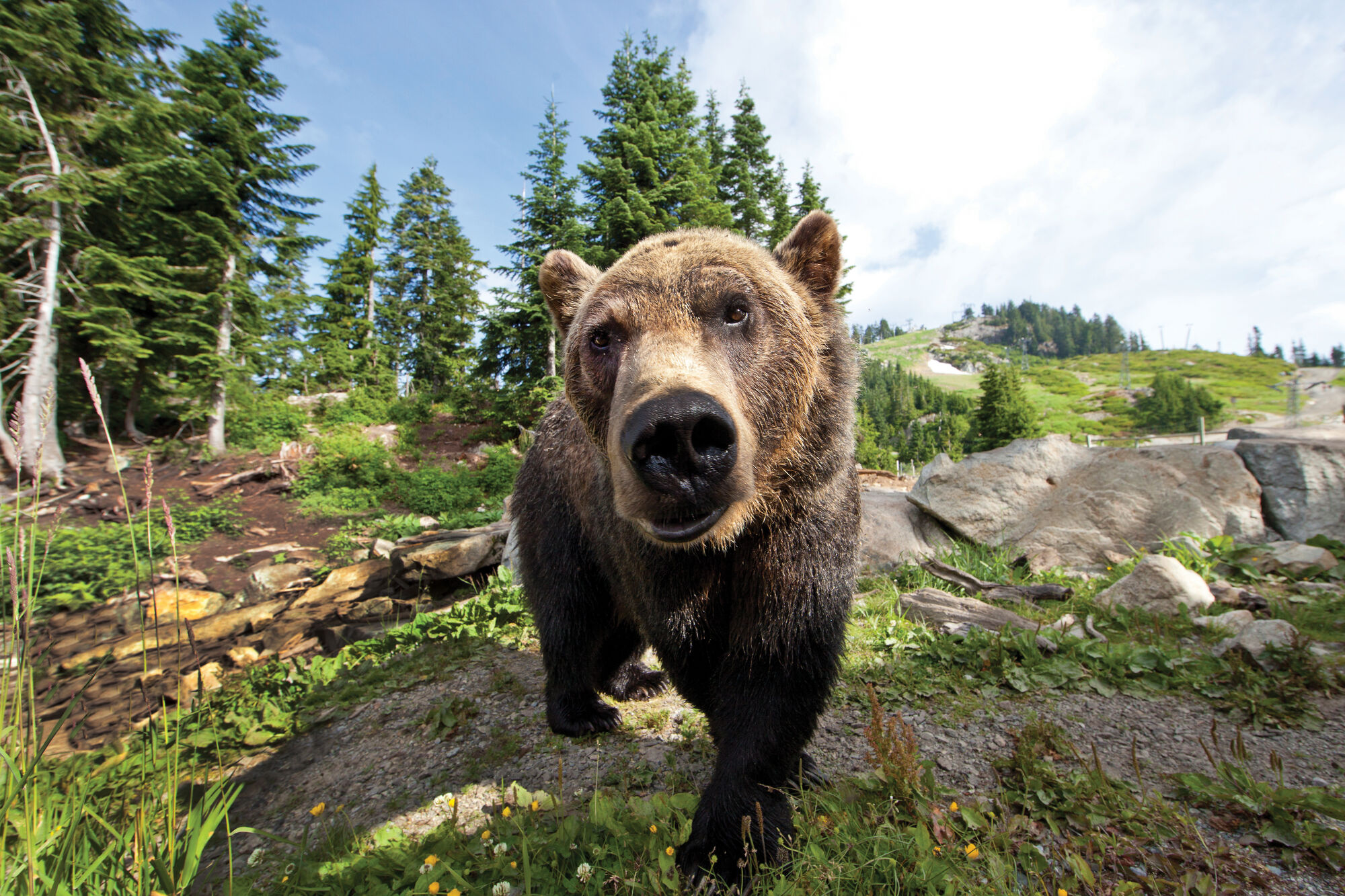 Kanada: Refugien und Auffangstationen für Wildtiere in British Columbia