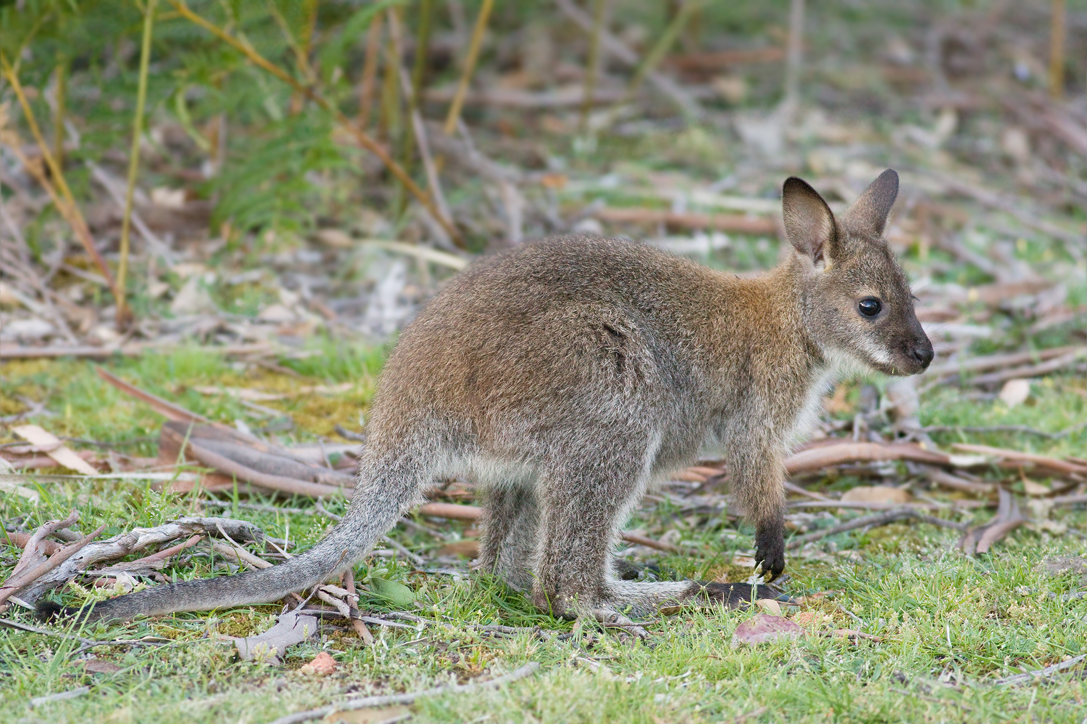 Neuseeland steht vor einer Wallaby-Plage 