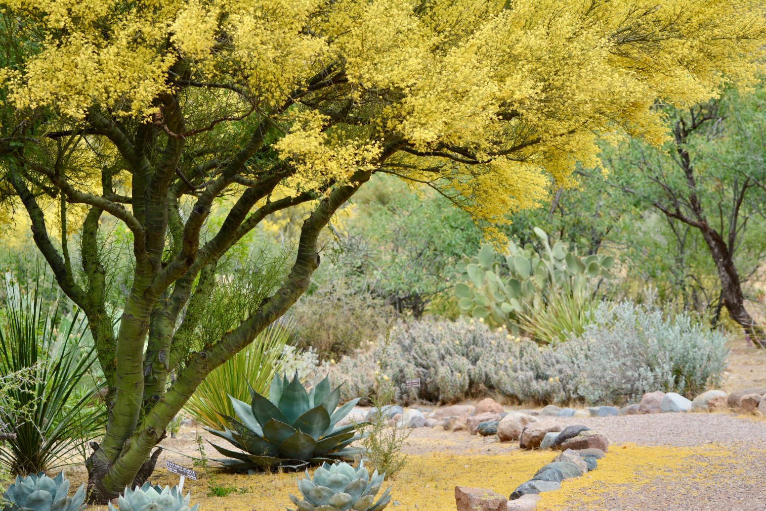 Von Kakteen bis Kolibris: Arizonas vielfältige Flora & Fauna entdecken