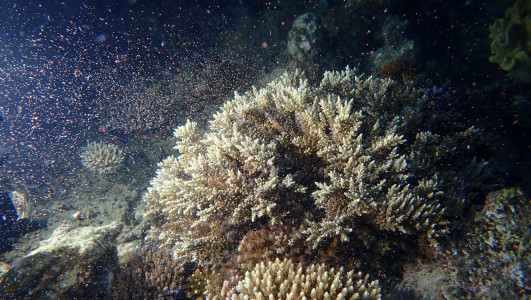 Great Barrier Reef: Die weltweit größte Fortpflanzungsshow