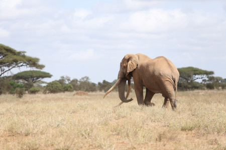 Kenia: Erste Wildtierzählung und kreative Schutzmaßnahmen
