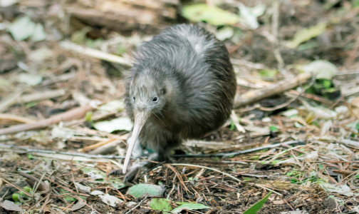 Neuseeland: Der Ruf des Kiwis ist zurück