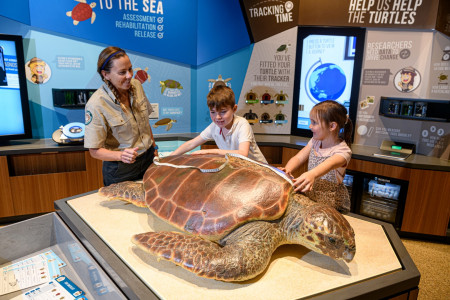 Schildkrötenschutz in Queensland