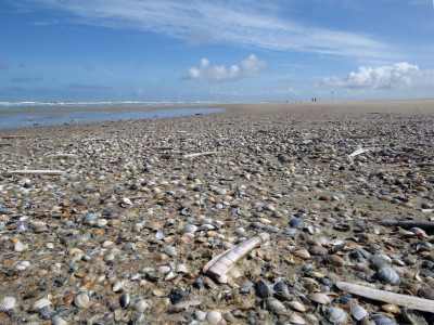 Nordseeküste: Entdeckungen im Flutsaum 