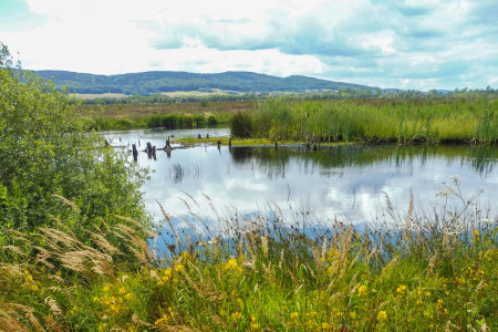 Großes Torfmoor in Hille - renaturierte Wunderwelt
