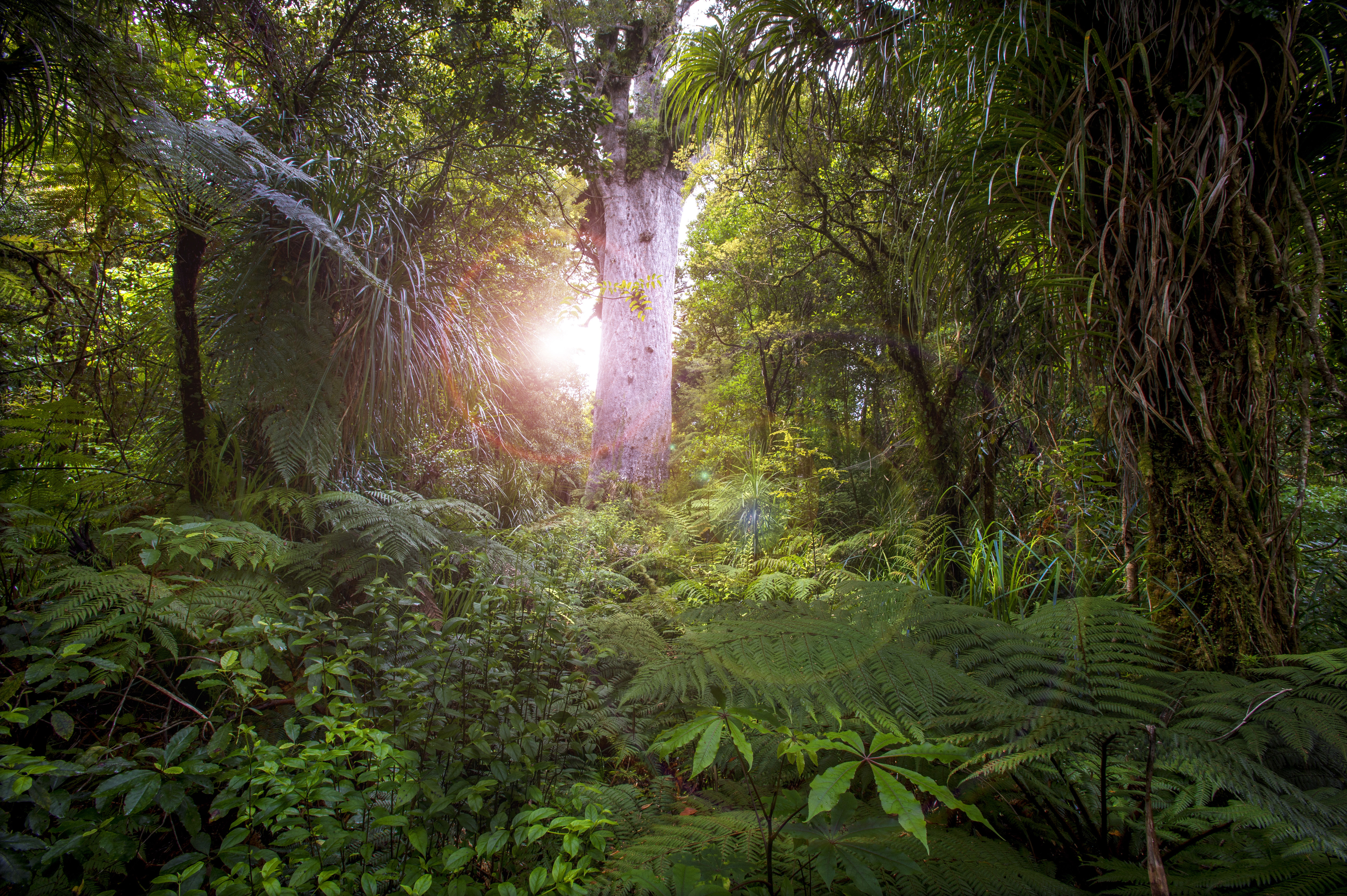 Klimakrise: Neuseeland will eine Milliarde Bäume pflanzen 
