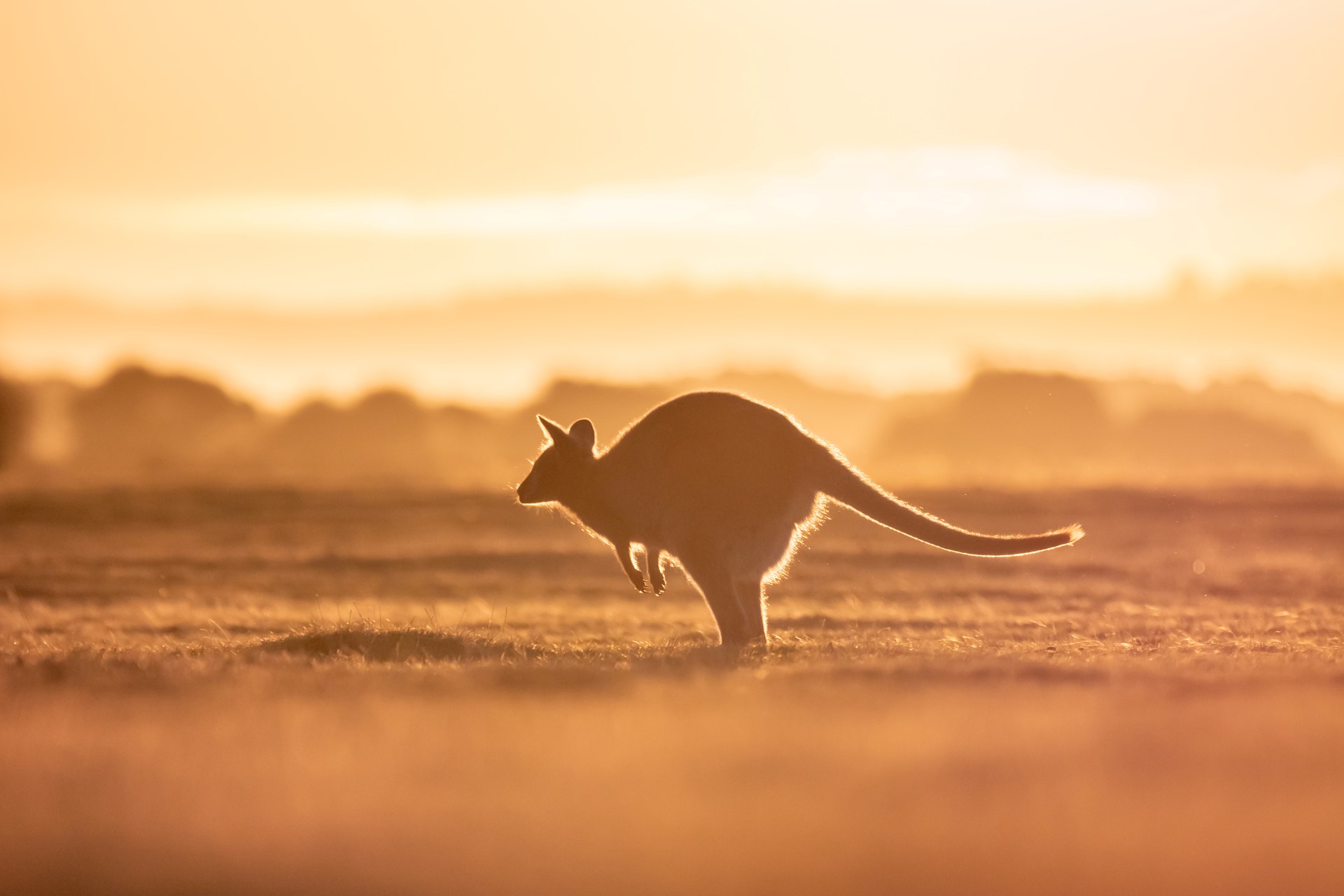 Tasmanien durch die Linse eines Naturfotografen
