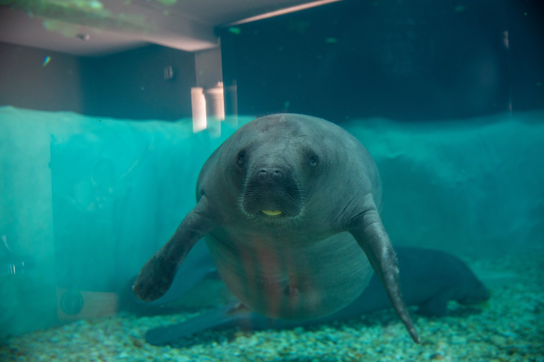 Manatees: Floridas sanfte Riesen