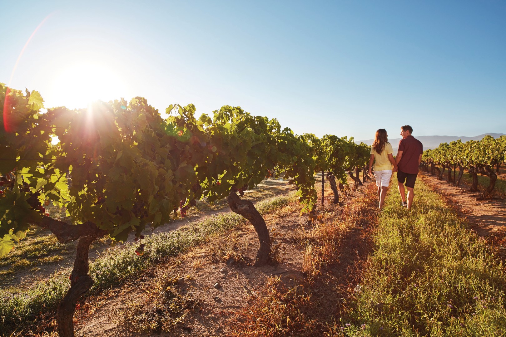 Queensland: Weingut-Hopping