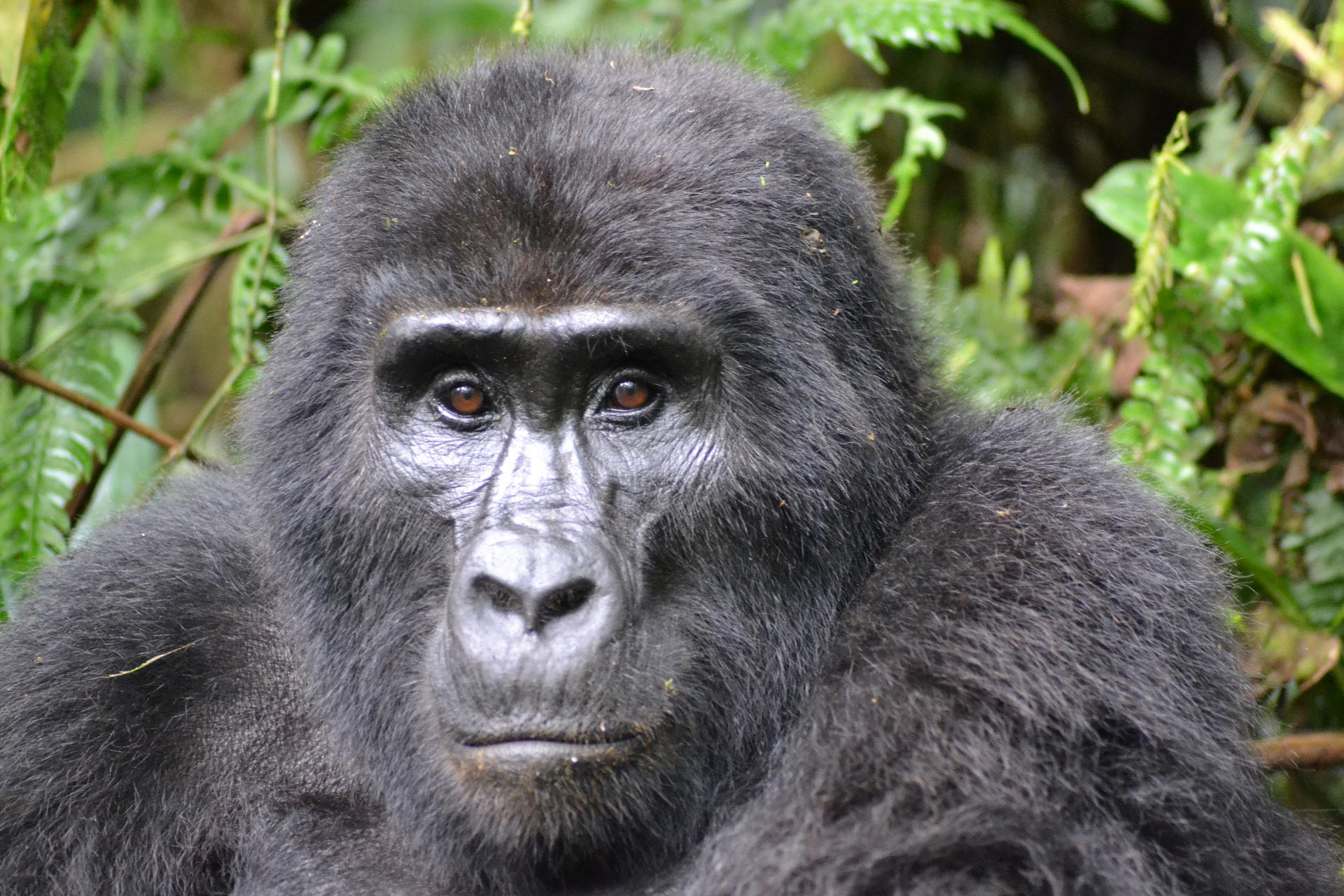 Uganda: Preise für Gorilla- und Schimpansen-Tracking steigen