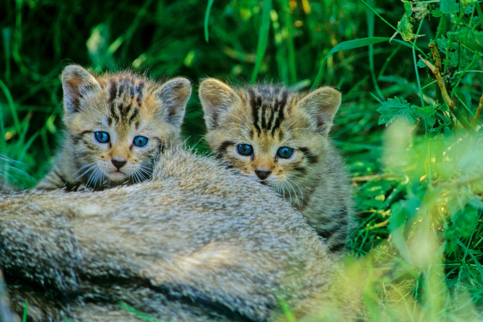 Rücksicht im Wald: Abstand wahren zu Wildkätzchen & Co.