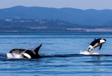 Kanada: Orcas im Blick vor Vancouver Island