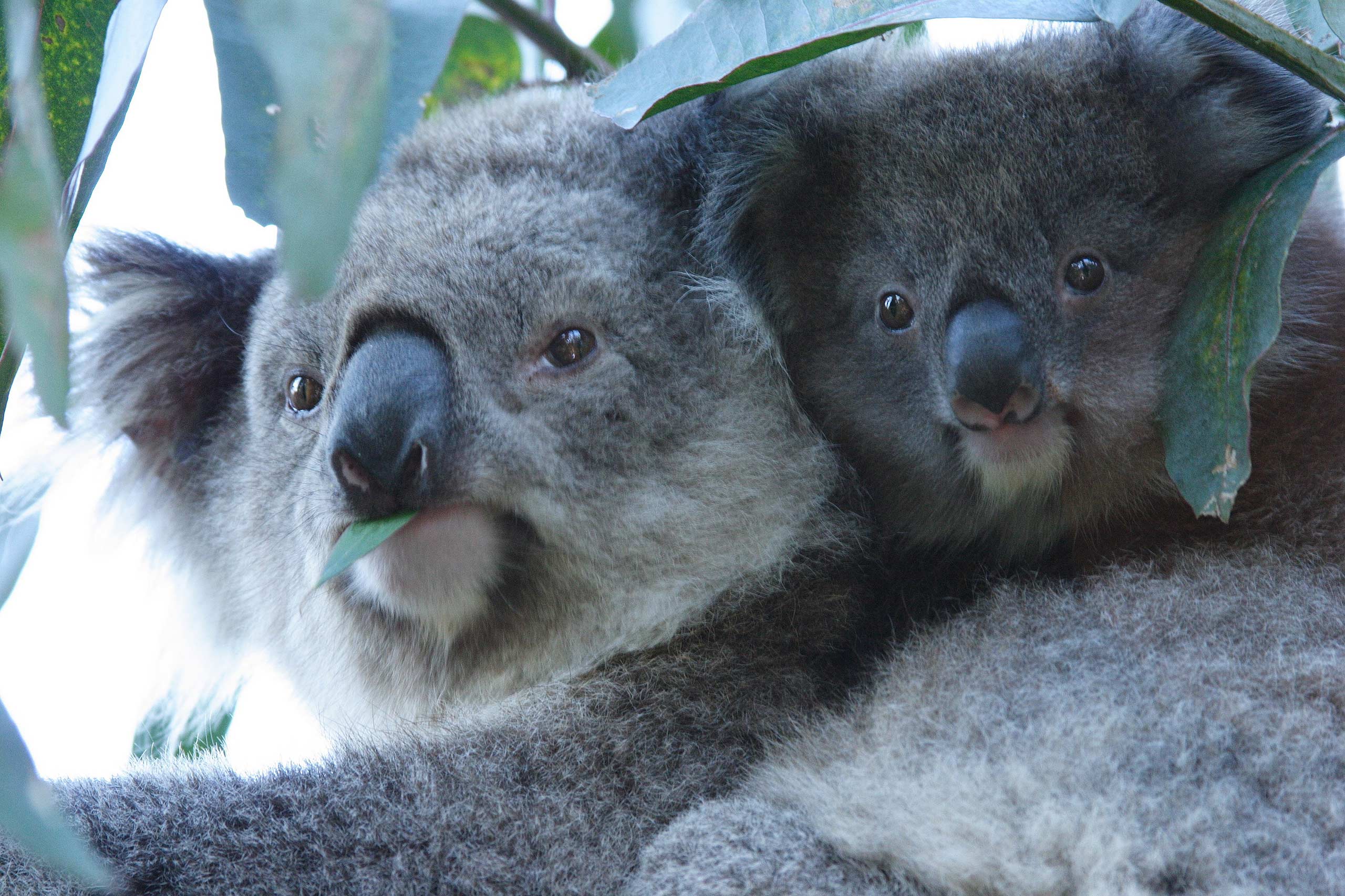 Erste Koalas erfolgreich ausgewildert: Tier-Rettungsaktion nach Buschbränden im australischen Mallacoota fruchtet